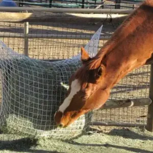 Freedom Feeder Extended Day Slow Feed Hay Net New Release