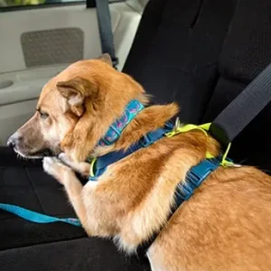 Worldwide Shipping RC Pets Moto Control Harness